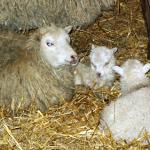 Blauäugige Mama mit Lämmchen