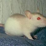 Shalin ist 6 Wochen alt und grad mal so groß, wie andere Ratten mit 4 Wochen schon sind